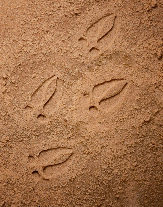 Woodland Footprints