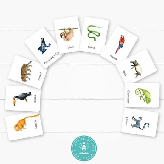 playful little readers Rainforest Animals Flashcards